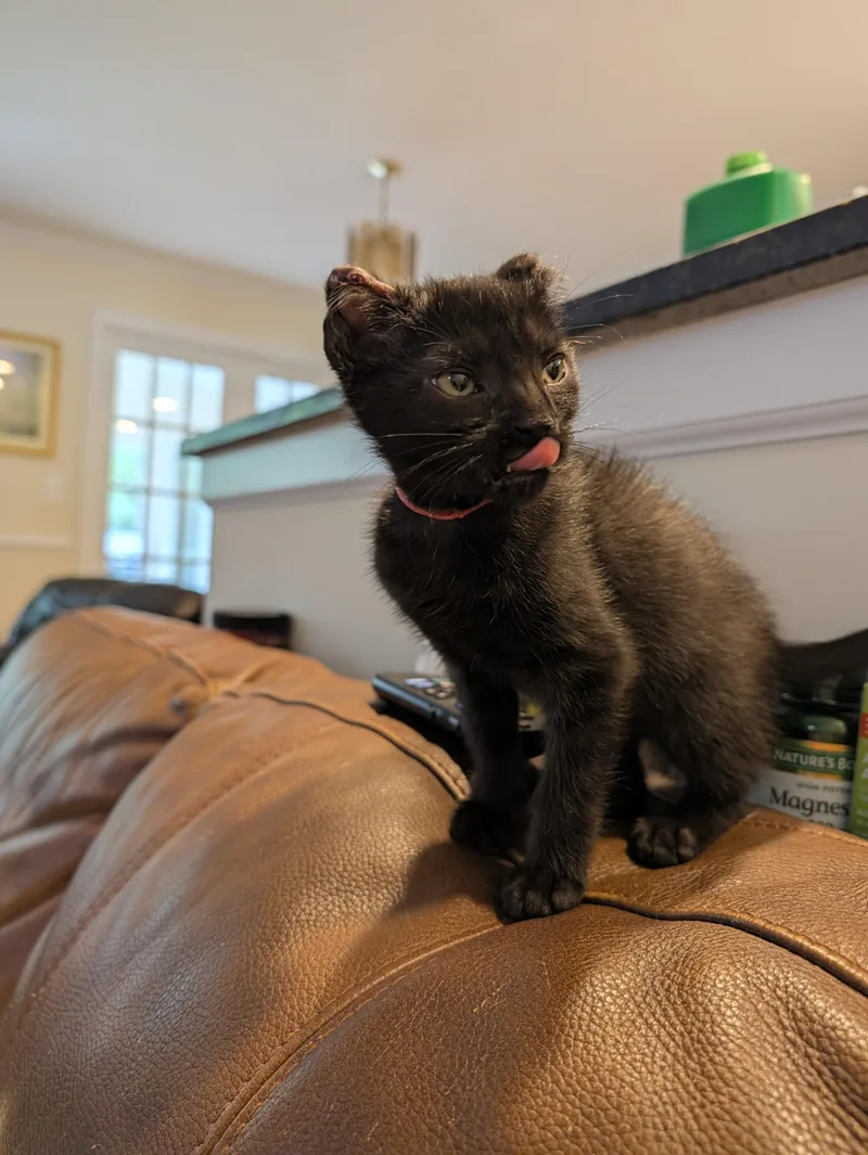 A baby medium-sized male Black Domestic Short Hair cat named George Foreman  Lean for adoption in Laurel, MD