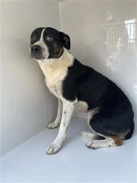 An adult medium-sized female Boston Terrier dog named A for adoption in Houston, TX