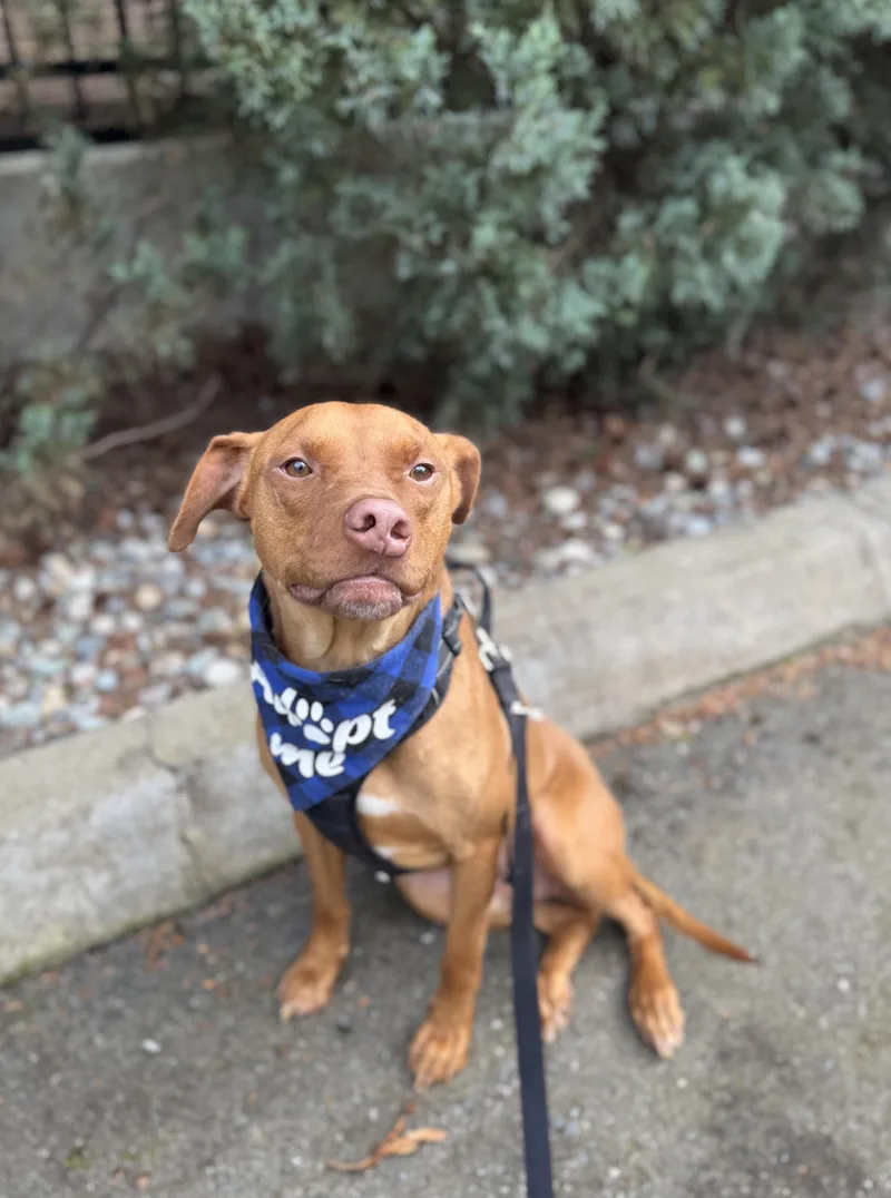A young medium-sized male Brown / Chocolate Vizsla dog named Slade for adoption in lynnwood , WA