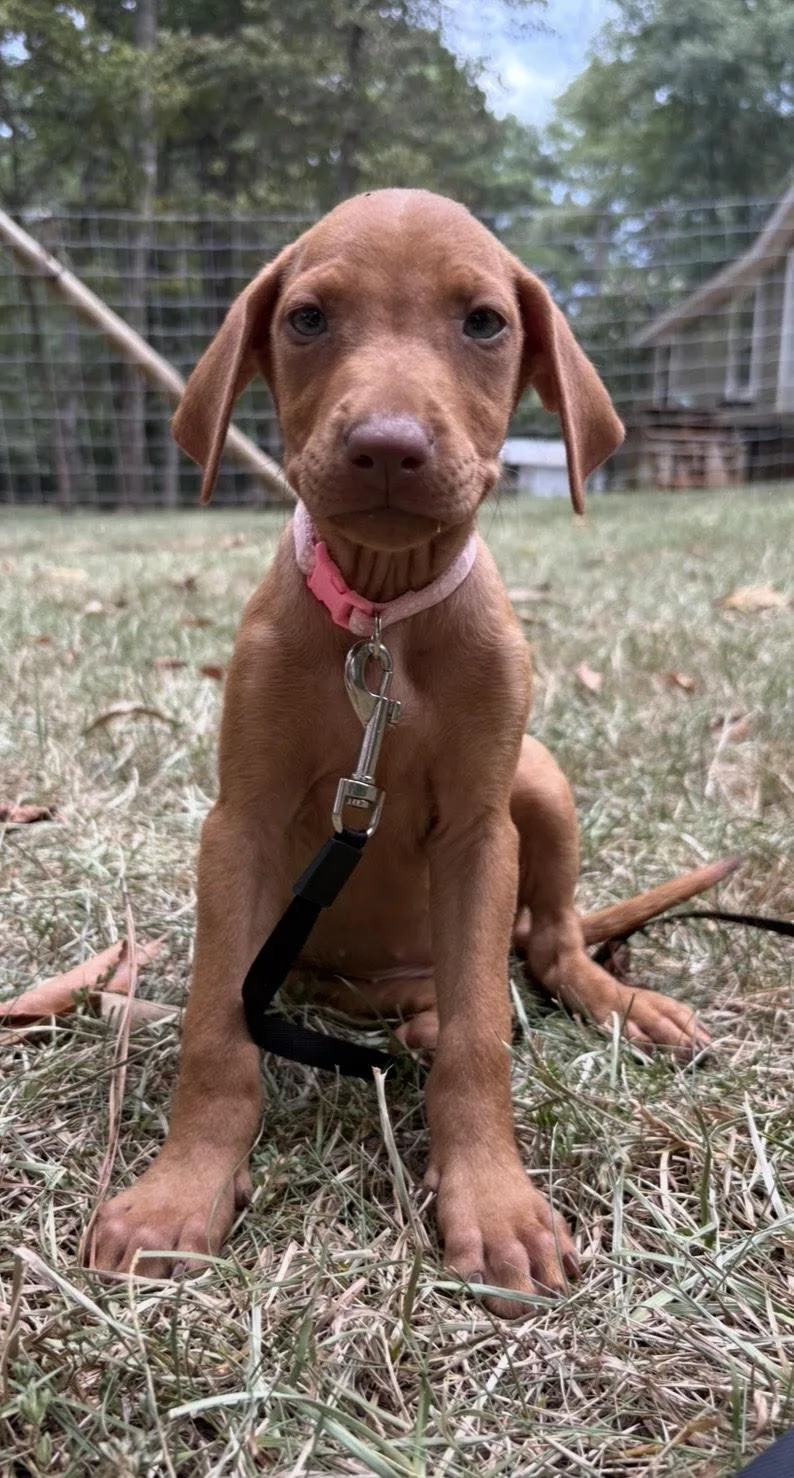 A baby medium-sized female Golden Labrador Retriever dog named Willow for adoption in Cedarburg, WI