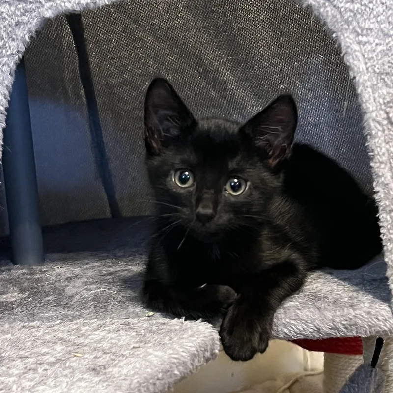 A baby medium-sized female Black Domestic Short Hair cat named Lydia for adoption in Moriches, NY
