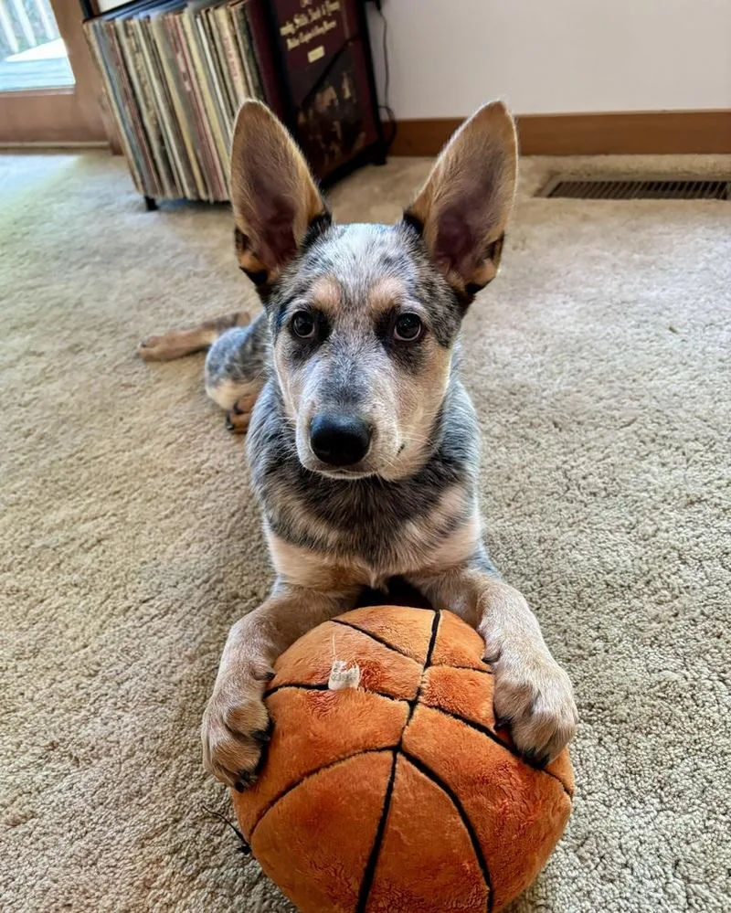 A baby medium-sized male Gray / Blue / Silver Australian Cattle Dog / Blue Heeler dog named Grey for adoption in Mansfield, OH
