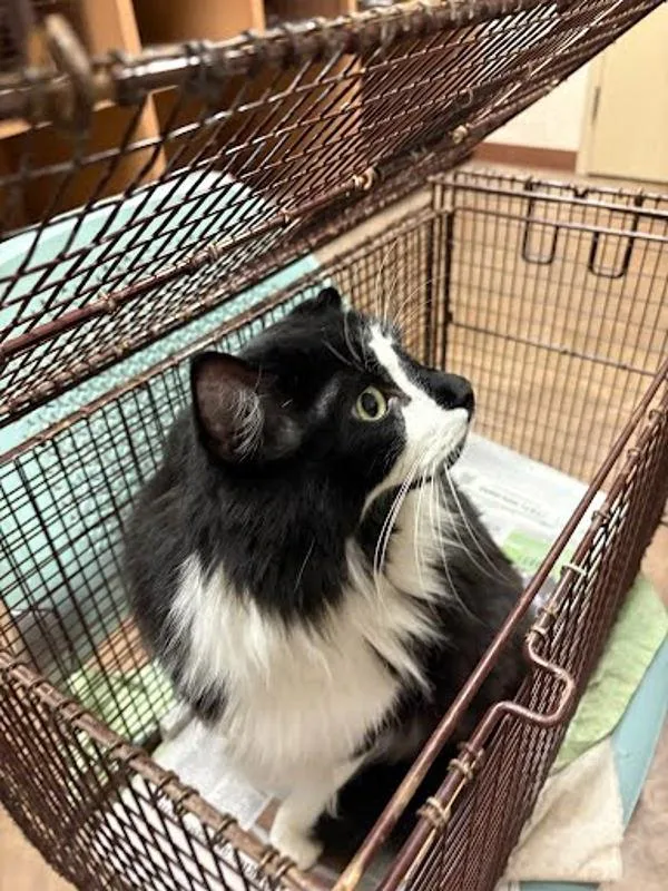 An adult small-sized male Domestic Short Hair cat named Buster for adoption in Austin, TX