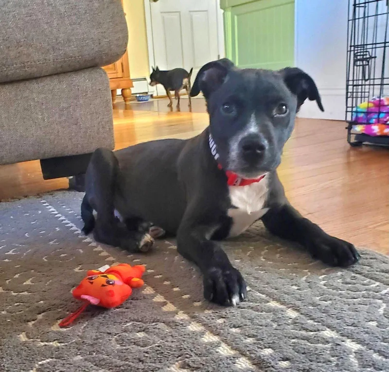 A baby medium-sized male Terrier dog named Chip Eg In Ri for adoption in Warwick, RI