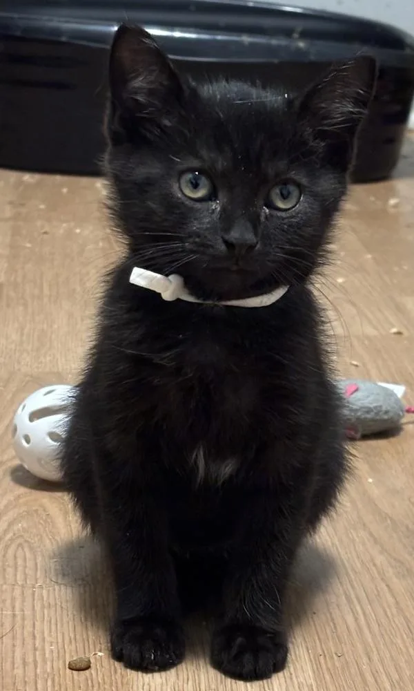 A baby small-sized male Black Domestic Short Hair cat named Cassius for adoption in Palatine, IL