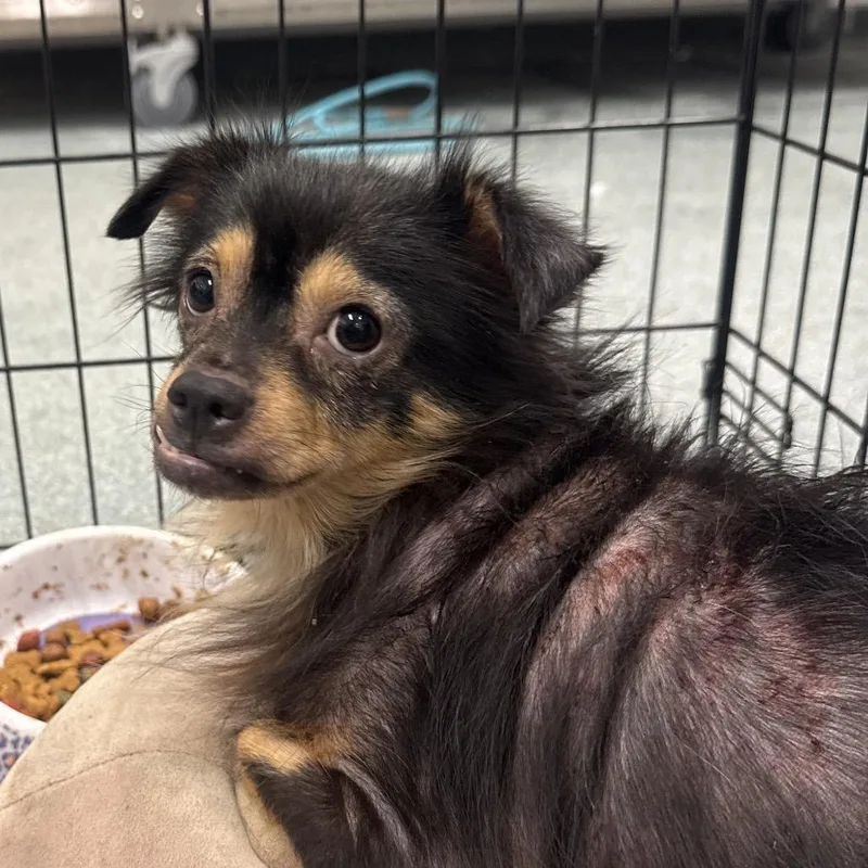 An adult small-sized female Black Yorkshire Terrier dog named Nala for adoption in Clearwater, FL