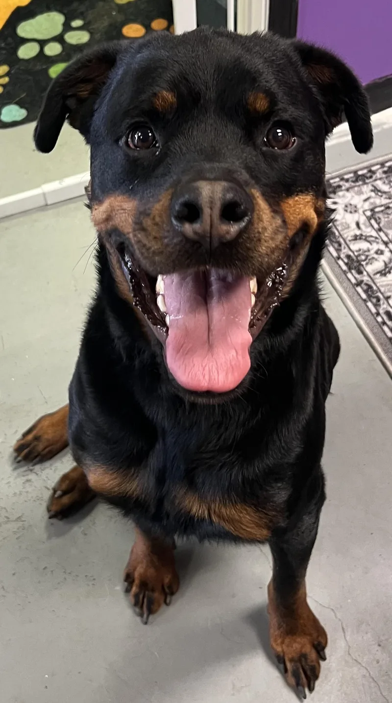An adult large-sized male Rottweiler dog named Bear for adoption in Canyon, TX
