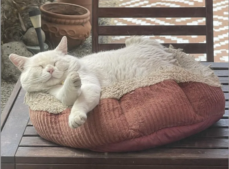 An adult medium-sized male White Domestic Short Hair cat named Bob for adoption in Oakland, CA