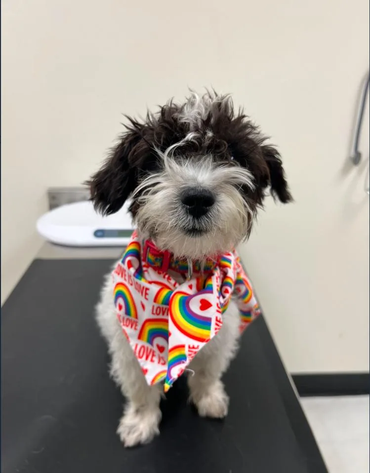 A young small-sized male Maltese dog named Banjo for adoption in Los Angeles, CA