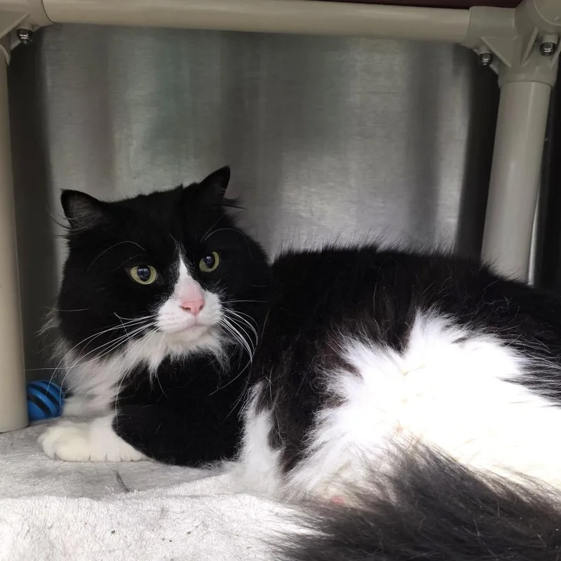 An adult large-sized male Black Ragdoll cat named Mochi for adoption in Fort Wayne, IN