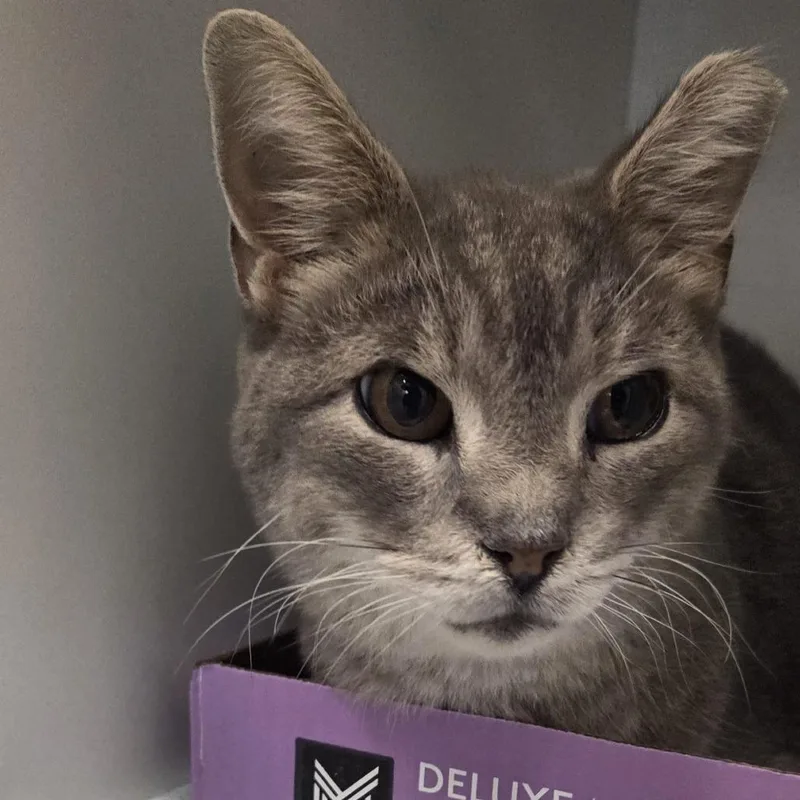 An adult medium-sized male Gray / Blue / Silver Domestic Short Hair cat named Tabby for adoption in Voorhees, NJ