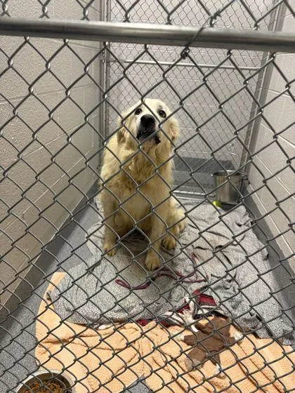 An adult large-sized female Mixed Breed dog named Milo for adoption in Sevierville, TN