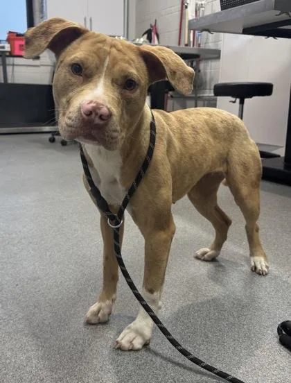 An adult medium-sized female Mixed Breed dog named Frack for adoption in West Chester, PA