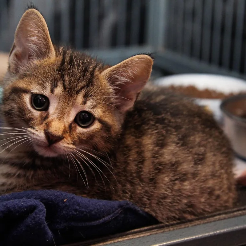 A baby small-sized male Brown / Chocolate Domestic Short Hair cat named Maui for adoption in Mooresville, NC