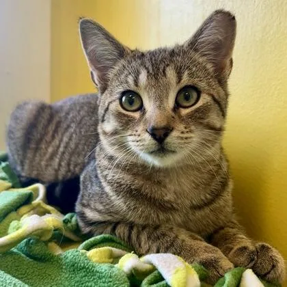 An adult medium-sized male Domestic Short Hair cat named Emperor for adoption in East Montpelier, VT