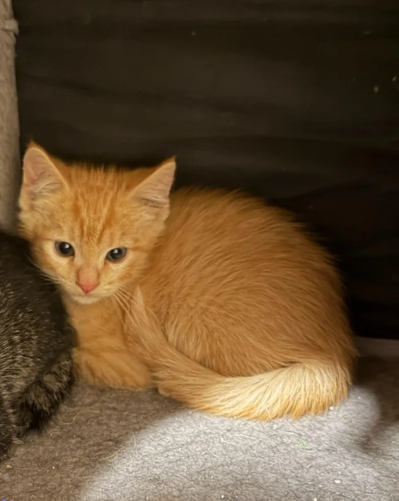 A baby small-sized male Domestic Short Hair cat named Corvette for adoption in La Verkin, UT