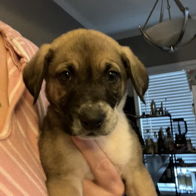 A baby medium-sized male Yellow / Tan / Blond / Fawn Mountain Cur dog named Crimson for adoption in Cartersville, GA