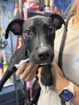 A baby small-sized female Pit Bull Terrier dog named Hearty P for adoption in Daytona Beach, FL