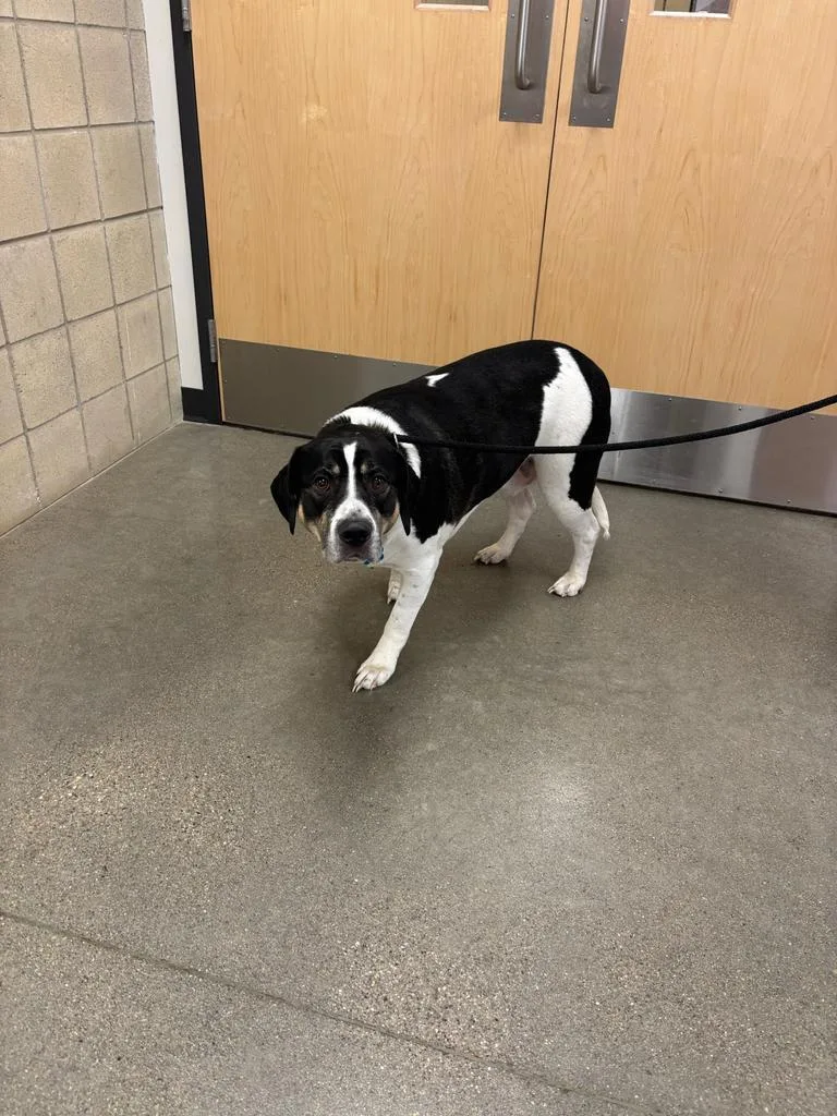 An adult large-sized male Beagle dog named Domino for adoption in Greenfield, IN