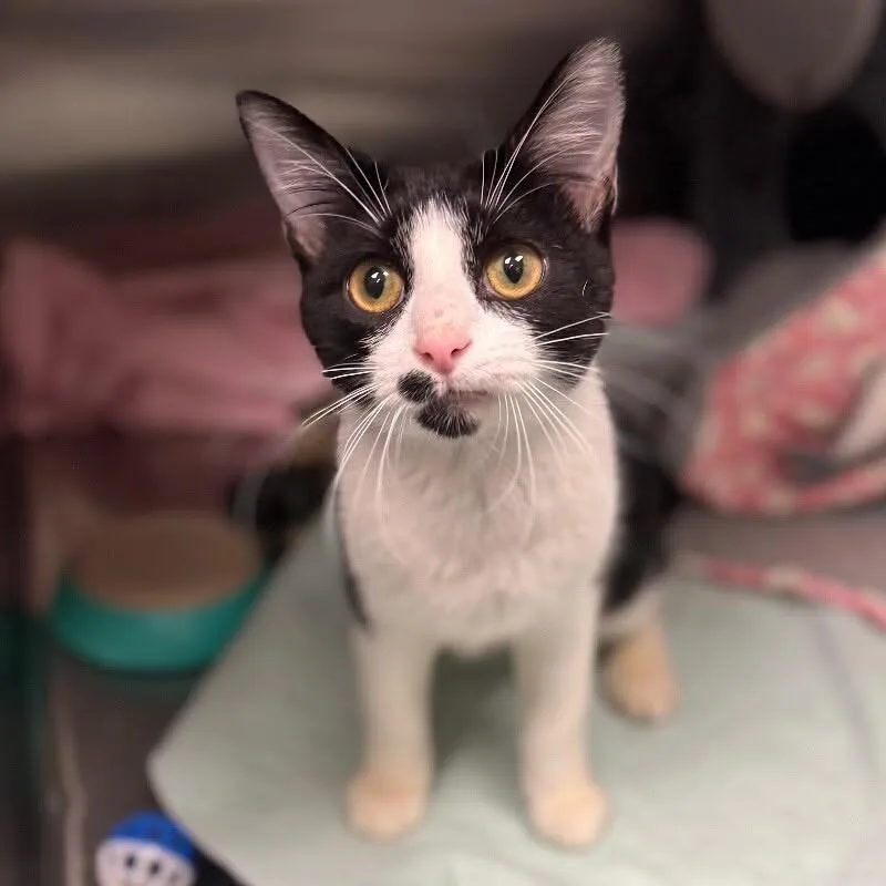 An adult large-sized male Domestic Short Hair cat named Sir Percival Wigglebottom for adoption in St. Paul, MN