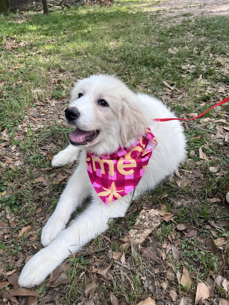 A baby large-sized female White / Cream Great Pyrenees dog named Milly for adoption in Spring, TX