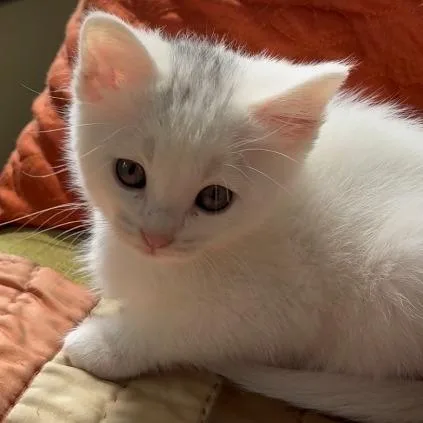 A baby small-sized female White Domestic Short Hair cat named Plume for adoption in San Pablo, CA