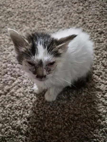 A baby small-sized female Domestic Short Hair cat named Sf for adoption in Lawrenceville, GA