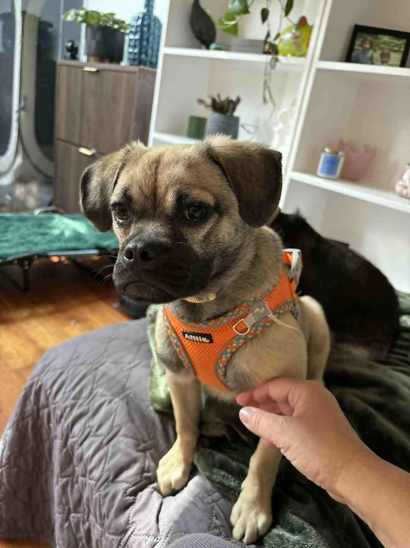 A young small-sized female Puggle dog named Molly Your Velcro for adoption in Houston, TX