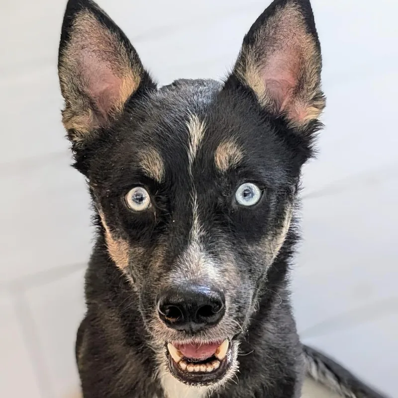 Crawford thumbnail 5