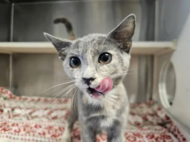 A baby small-sized female Domestic Short Hair cat named Rhaena for adoption in Tustin, CA