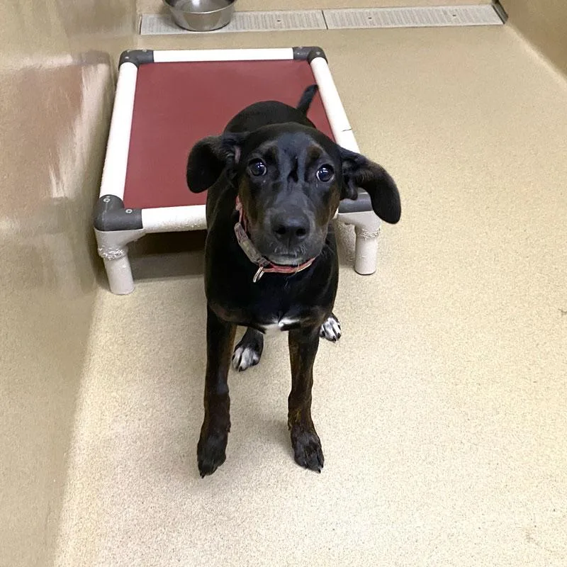A young medium-sized female Miniature Pinscher dog named Kona for adoption in Monroe, GA