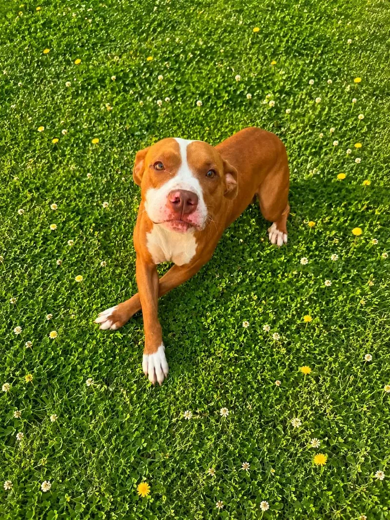 A young medium-sized male Red / Chestnut / Orange American Bully dog named Mushi for adoption in Lancaster, KY