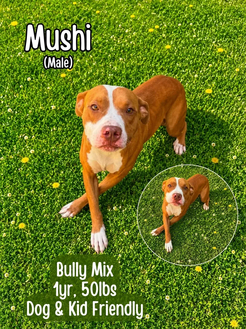 Mushi thumbnail 3
