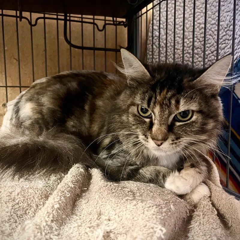 An adult small-sized female Brown / Chocolate Domestic Long Hair cat named Pyro for adoption in Spokane, WA