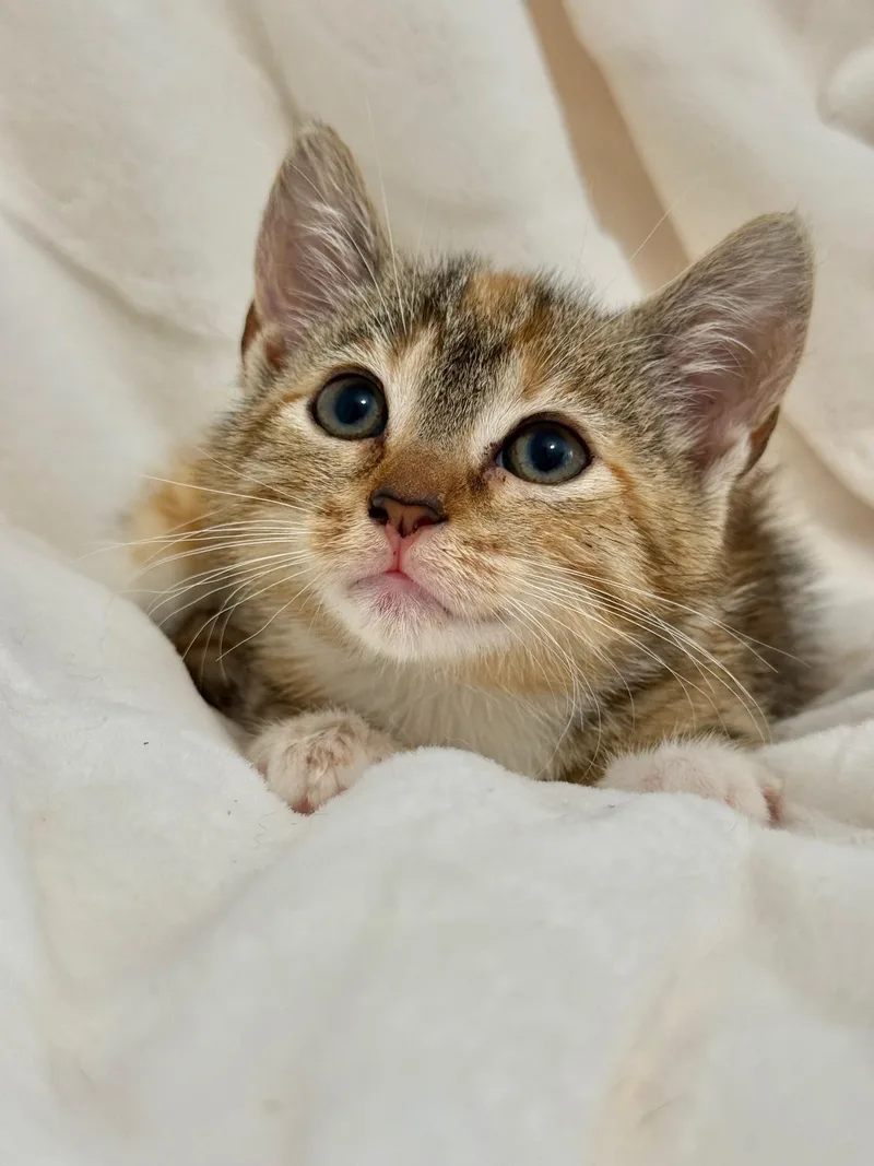 A baby small-sized female Calico Calico cat named Sourdough for adoption in Miami, FL