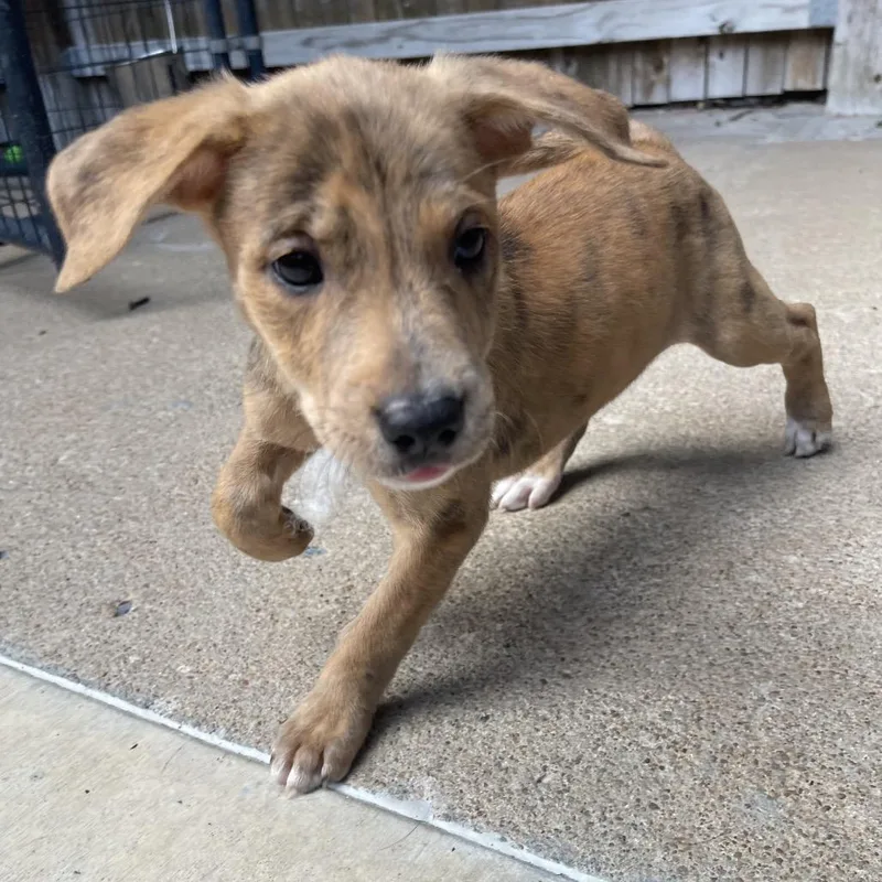 A baby small-sized female Yellow / Tan / Blond / Fawn Mixed Breed dog named Cyan for adoption in Tulsa, OK