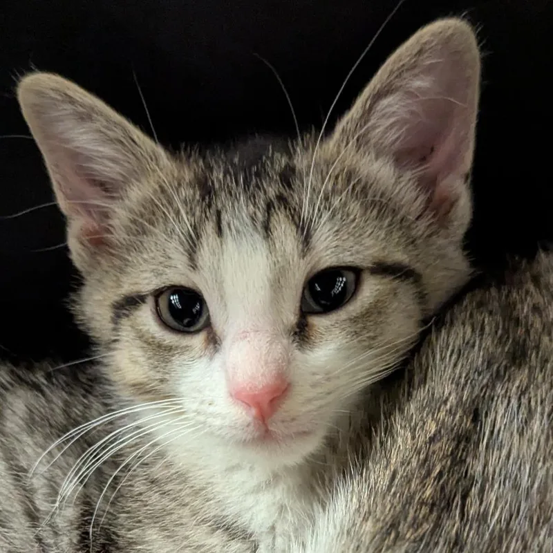 A baby small-sized female Brown / Chocolate Domestic Short Hair cat named Mariah for adoption in Pittsburgh, PA