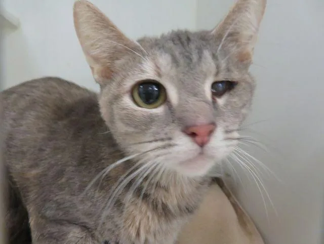 A young small-sized female Domestic Short Hair cat named Harley for adoption in Oklahoma City, OK