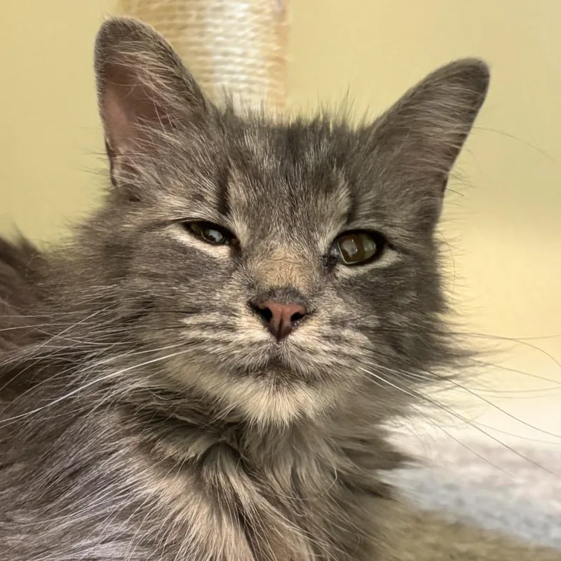 An adult medium-sized female Gray / Blue / Silver Domestic Long Hair cat named Mia Hamm for adoption in Brookfield, WI