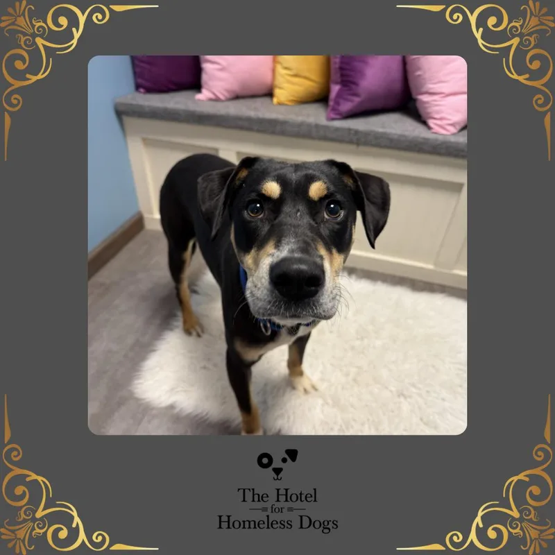 A young medium-sized male Tricolor (Brown, Black, & White) American Staffordshire Terrier dog named Jay Z for adoption in Cumberland, RI