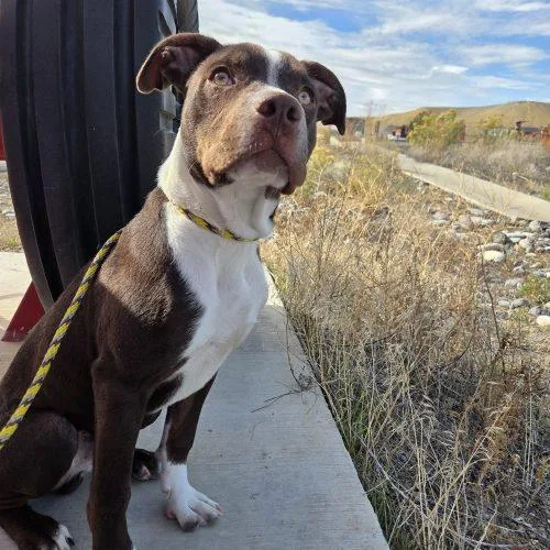 A young medium-sized male Pit Bull Terrier dog named Mocha for adoption in Grand Junction, CO