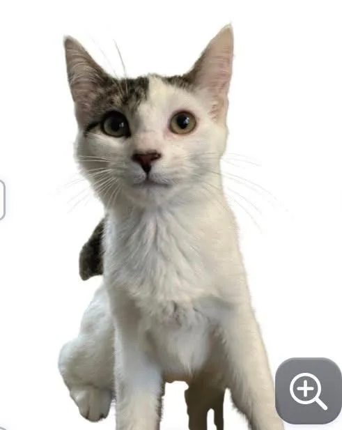 A baby medium-sized female Domestic Short Hair cat named Snake for adoption in Cloquet, MN