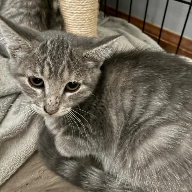 A baby small-sized female Gray / Blue / Silver Domestic Short Hair cat named Claire for adoption in Carmel, IN