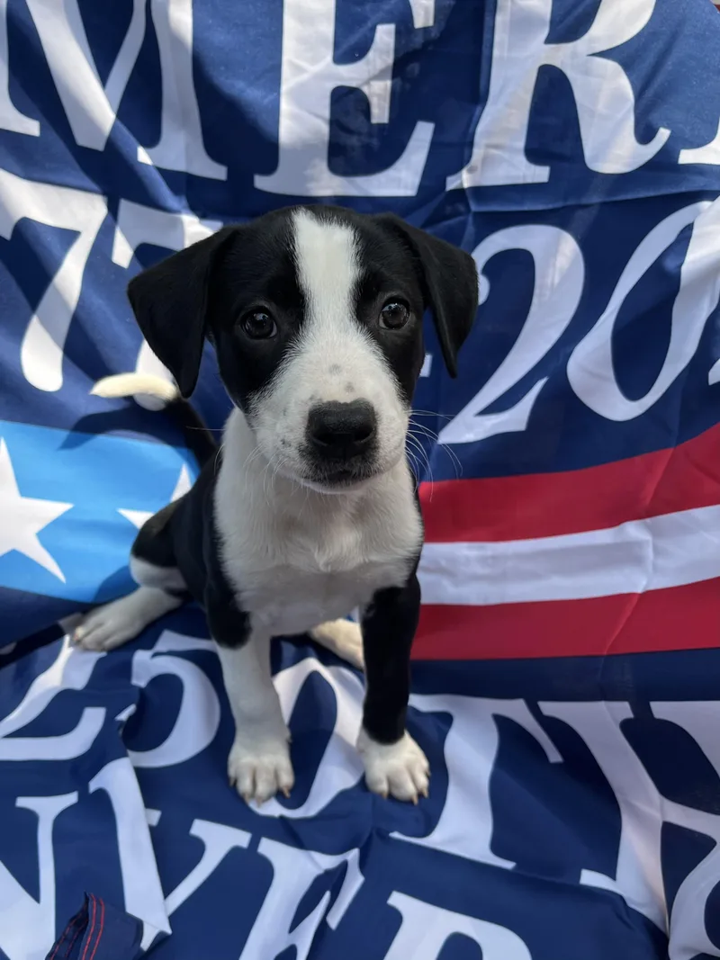 America thumbnail 2