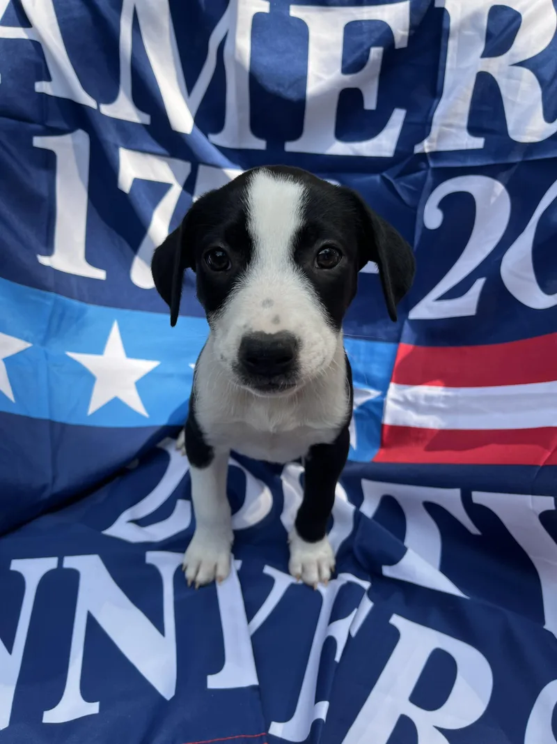 America thumbnail 3
