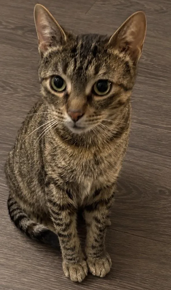 An adult medium-sized female Tabby (Brown / Chocolate) Domestic Short Hair cat named Corleone for adoption in Homer Glen, IL