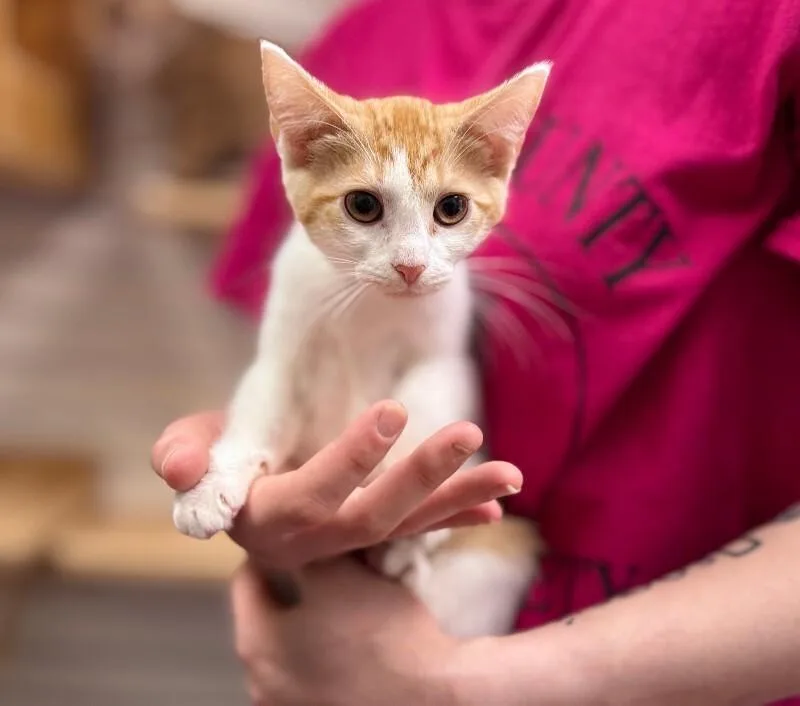 A young medium-sized female White Domestic Short Hair cat named Mila for adoption in Wooster, OH