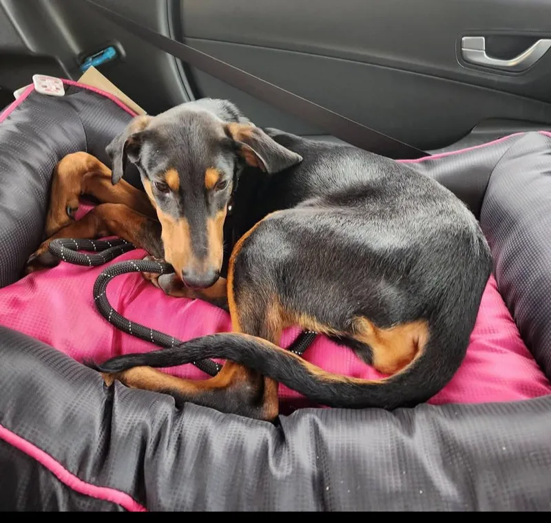 A young large-sized female Doberman Pinscher dog named Penny for adoption in Buffalo, MN