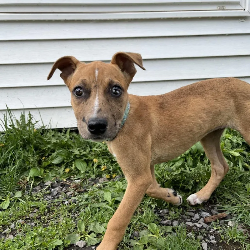 A young medium-sized female Mountain Cur dog named Elsi for adoption in Saugerties, NY