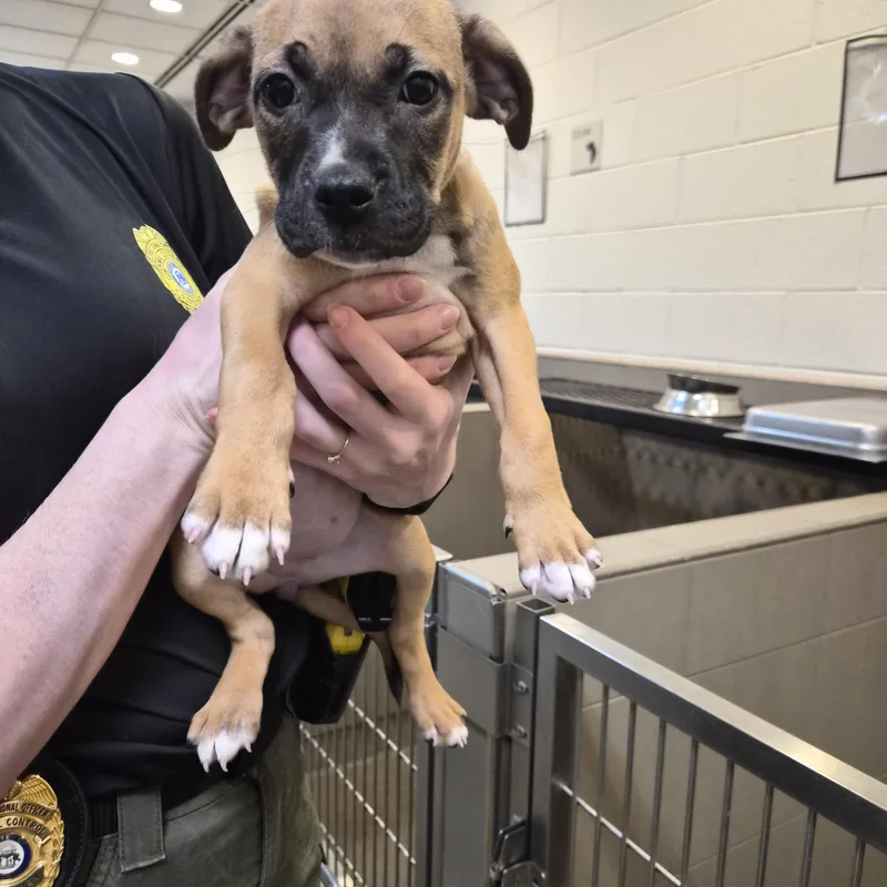 A baby medium-sized female Mixed Breed dog named Butter for adoption in Rock Hill, NY
